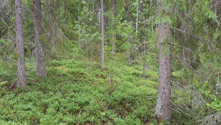 Dystrofinen ranta todettiin kiviseksi hietapohjaiseksi rannaksi. Alueen kasvilajisto todettiin tavanomaiseksi kangasmetsien (MT) ja varpurämeiden lajistoksi.