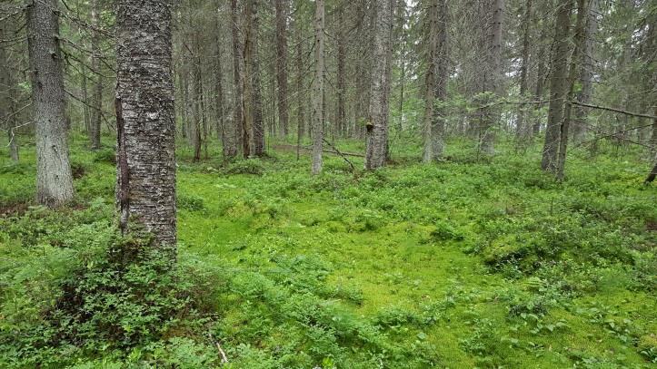 sellaisia luontotekijöitä, jotka olisi erityisesti huomioitava maankäytön suunnittelussa.