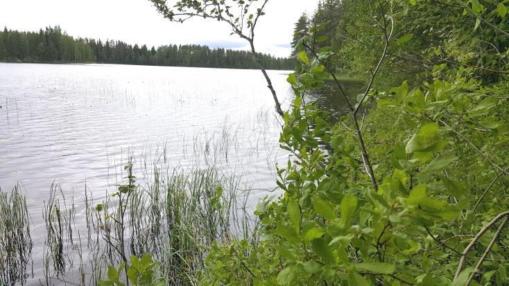 isoalvejuuri, hiirenporras ja metsäalvejuuri. Lähellä paikallistietä ylärinteessä valtapuuksi todettiin mänty (OMT).