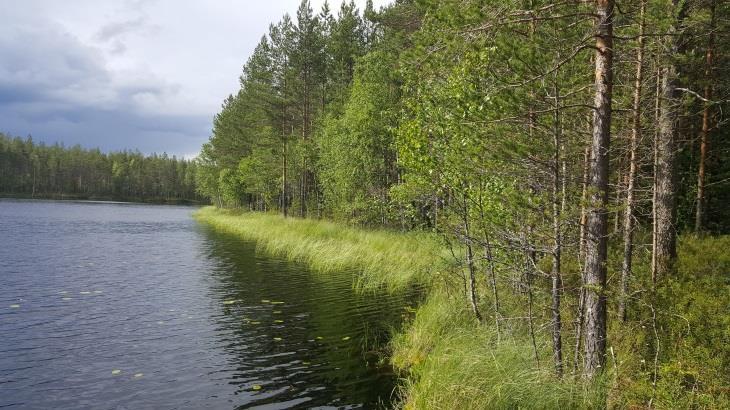 24 alueen etelä- ja keskiosat todettiin liito-oravalle soveltuvaksi elinympäristöksi.