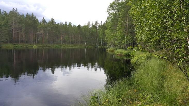 Alueella ei todettu uhanalaisia lintulajeja, jotka olisi erityisesti huomioitava maankäytön suunnittelussa.