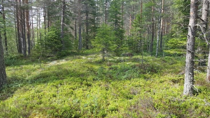 25 Kuva 45. Hietalammin rämeistä koillisrantaa muutoskohteessa. Kuva 46. Hietalammin pohjoispäätä, josta Hietaoja alkaa. Kuva 47. Hietalammin muutoskohteen rantametsää (VT/MT-kangasta). Kuva 48.
