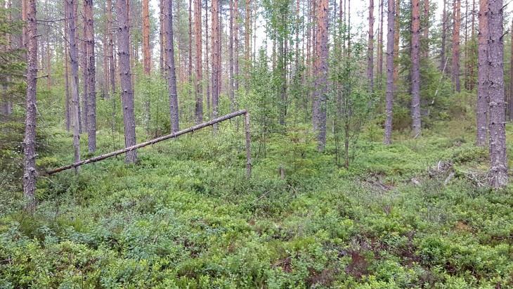 Ranta- ja vesikasvilajisto todettiin tavanomaiseksi dystrofisten vesien lajistoksi. Rauhoitettuja tai uhanalaisia kasvilajeja ei todettu.