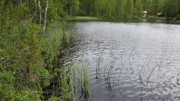 4 KOHTEET Kohde 1, Ala-Meronen Pirttilahden tarkastelualue on rämerantainen dystrofinen vesi (Kuva 1.).