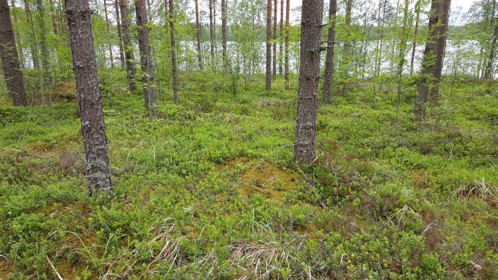 Kauempana rannasta on sedimenttimaata (Kuva 2.), joka on aikanaan ojitettu.