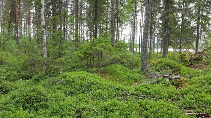 6 Kuva 4. Muutoskohteen pohjoisosa on osin soistunutta kivistä sedimenttimaata (MT). Kuva 5. Eljaksenniemen pohjoisrantaa Kuva 6.