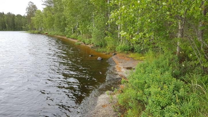 Eljaksenniemen alavat pohjois- ja länsirannat ovat melko laajalti isovarpurämettä.