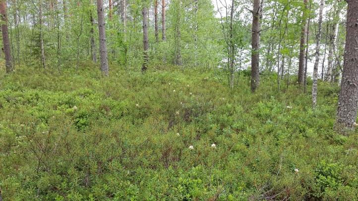 Alueen lintulajisto todettiin tavanomaiseksi (kalalokki, västäräkki, harmaasieppo, käpytikka mm.). Niemen kärjessä todettiin rantasipin reviiri.