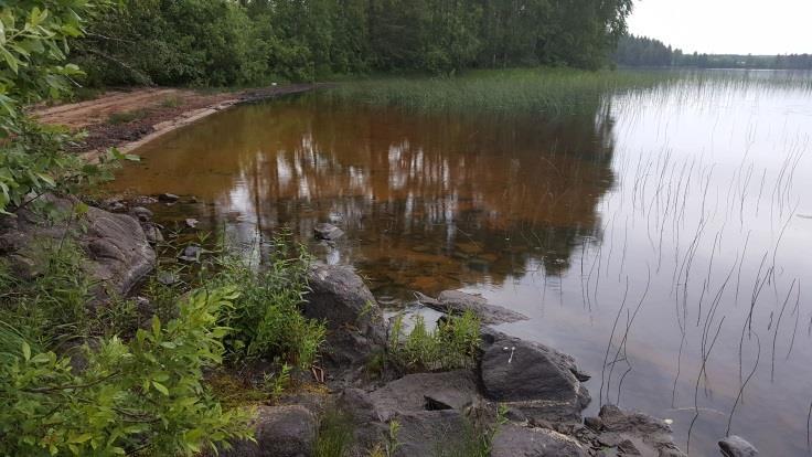 Pellon ja rannan väliin jää parikymmentä metriä leveä metsävyöhyke, joka kasvaa