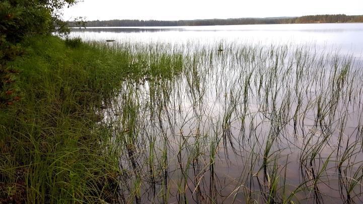 Autionsalmen muutoskohde sillalta kuvattuna. Rantametsän takana on peltoa. Kuva 9.