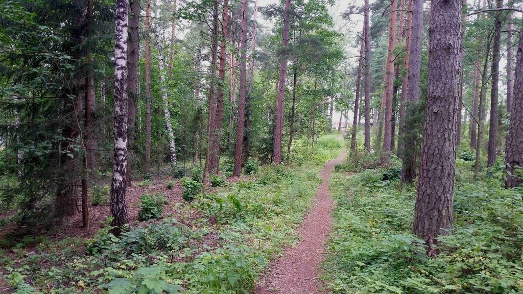 Nurmijärven Toreeninkulman asemakaavamuutoksen luontoselvitys Osa-alue 1 Rakennusten välisessä metsikössä kasvaa harvahkoa vanhaa männikköä. Puustossa on lisäksi nuorta vaahteraa, pihlajaa ja tuomea.