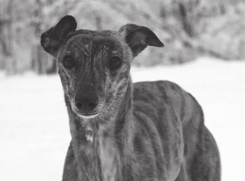 2014 Palkitut Vuoden EGU - Whippet Hulabaloo Taika Blits-Freida 01.12.2011,brindle narttu om. Kakko & Jäntti & Ruotsalo kasv. Maxwin, treenari Johanna Jäntti 1. Mukavaltahan se tuntui.