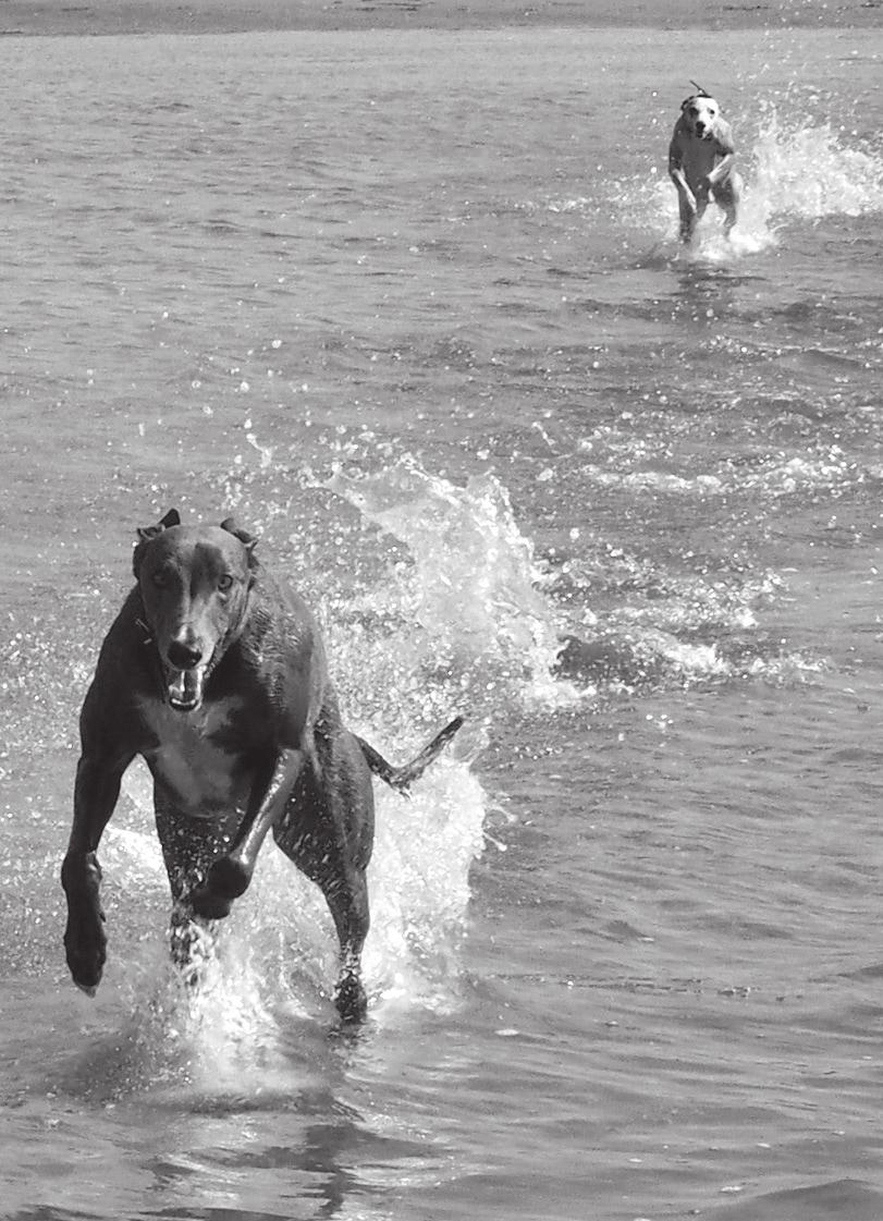 EGU Leena ja Samu Nurmi Lohjalta PERHE Teillä on 2 koiraa, whippet ja greyhound. Millaisia ne ovat ja kuinka ne eroavat toisistaan?