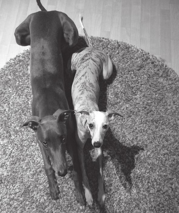 Whippettejä. Isäni sitten myöhemmin hankki greyhoundin (Törözik), ja oli hyvinkin aktiivisesti mukana lajin parissa touhuilemassa.