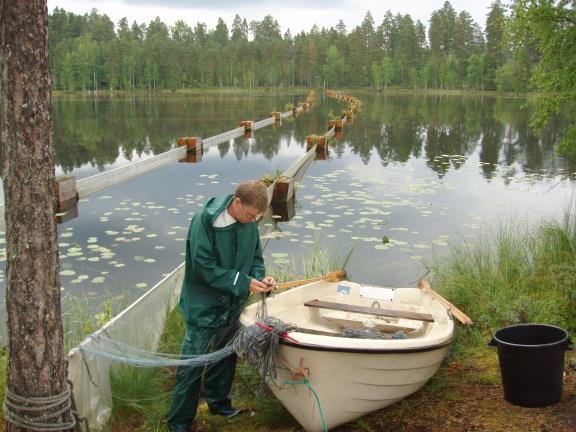 Kohdelajit: hauki, ahven ja kuha Helsingin yliopiston ympäristötiet.