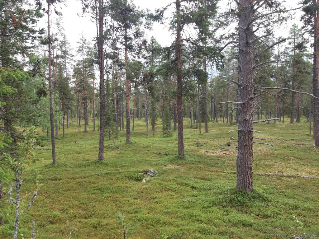 Inarin alueen metsävarojen taloudellisesti kannattavan käytön vaihtoehdot Olli