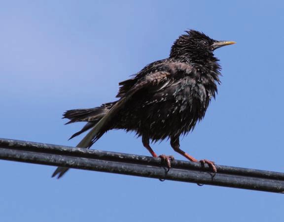 Pohjois-Karjalan Lintutieteellinen Yhdistys r.y. Varis Corvus corone cornix 2007: Suurimpia määriä: 15.8. Juu kk 500 p (HL), 13.9. Kit Päätyeenlahti 300 p (KJä), 16.9. Vär Uusikylä 400 p (HKi) ja 6.