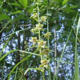 Pg. 04 Ympäristövastuu Kalkki lisää luonnon monimuotoisuutta Kaivosalueet tarjoavat erinomaisen kasvuympäristön kalkinsuosijakasveille, ja niillä kasvaakin useita harvinaisia lajeja kuten orkideoita.