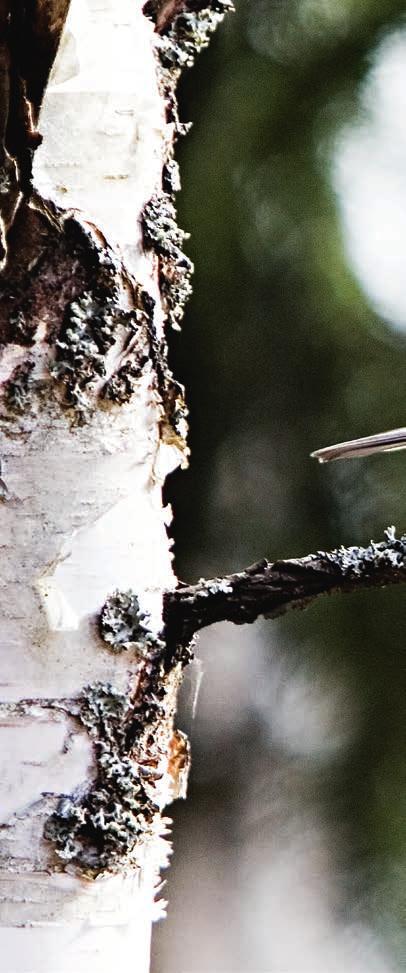 MONIKÄYTTÖ- METSISSÄ LUONTOKIN ON MONIMUOTOISTA Vihreän kullan maassa metsiä käytetään monella tavalla. Niistä saadaan puuta, marjoja ja riistaa sekä virkistäytymistä.