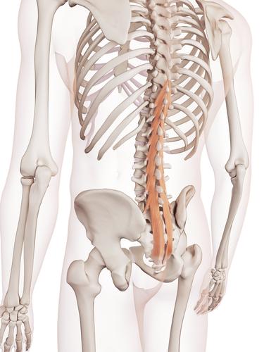 11 tyasennossa tapahtuvissa liikkeissä. Monijakoisen selkälihaksen aktivaatio on mahdollista, kun lanneranka on keskiasennossa ja poikittainen vatsalihas on aktiivinen.