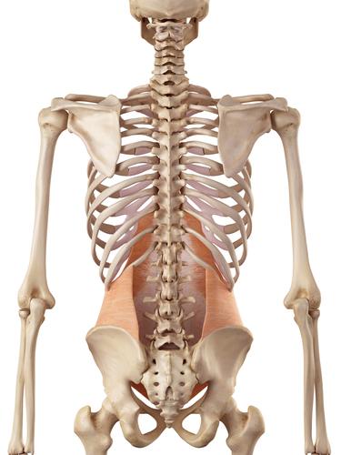 12 Kuvio 4. Poikittainen vatsalihas takaapäin kuvattuna (m. transversus abdominis) (Shutterstock 2003-2016). Lanneselkäkalvo (fascia thoracolumbalis) yhdistää selän ojentajalihakset (m.