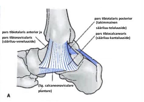 9 nensisäsivusidemuodostuu4osasta:pars$tibiocalcanearis,pars$tibionavicularis,pars$ tibiotalaris$anterior,pars$tibiotalaris$posterior(ks.kuvio3).