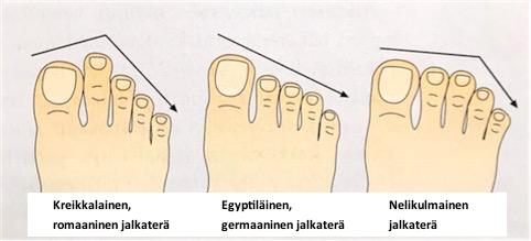 23 varvasonpisineliegyptiläinen(germaaninenjalkaterä),kakkosvarvasonpisineli kreikkalainen(romaaninenjalkaterä)jakolmastyyppi,jossavarpaatovattäysintai lähesyhtäpitkätelinelikulmainenjalkaterä.