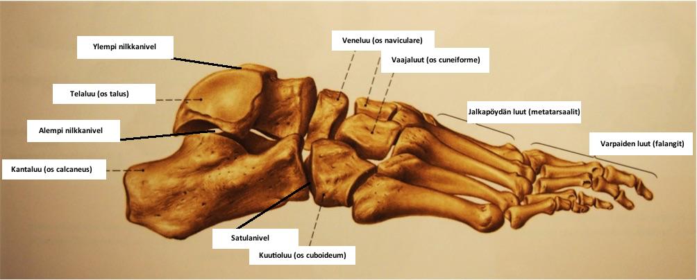 6 3.1 Luut,(nivelet(ja(nivelsiteet( Jalkaterämuodostuu26luustajakahdestajänneluusta,jotkaniveltyvättoisiinsa55 nivelenvälityksellämuodostaenkaarijjaholvirakenteita(ahonen2004,70).