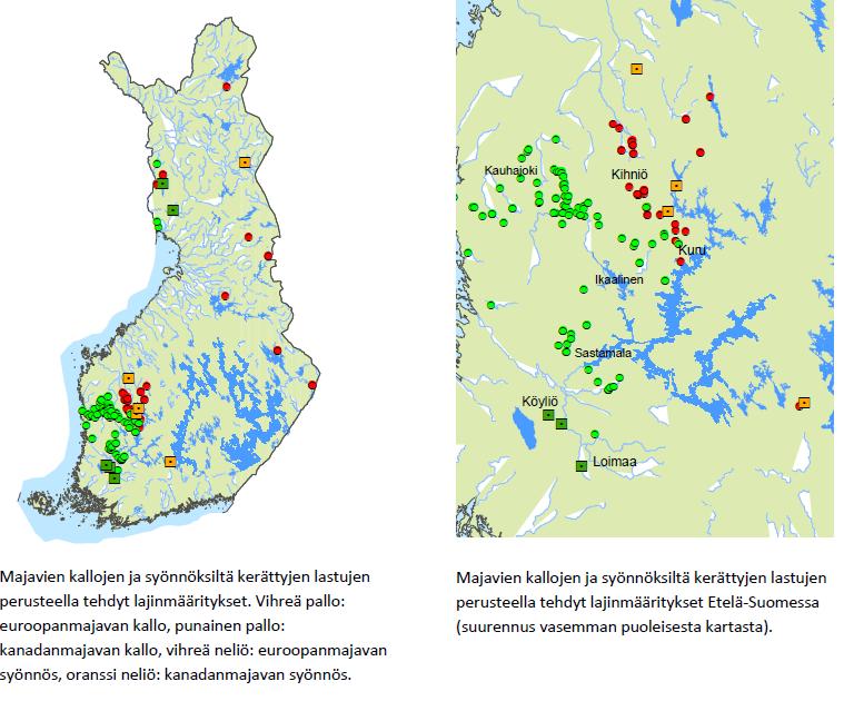 4 Kuva 2. Metsästäjien saalisnäytteiden ja laskentojen perusteella euroopanmajavan ja kanadanmajavan levinneisyyden raja.