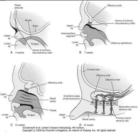 Pax2 Eya1, six (BOR-oireyhtymä) Hox geenit Gata-3 Fgfr2, Fgfr1 FGF10, FGF3 Neurotrofiini 3, BDNF Waardenburgin oireyhtymä, useita eri geenejä Sikiön kuuloaisti on hyvin kehittynyt jo raskauden