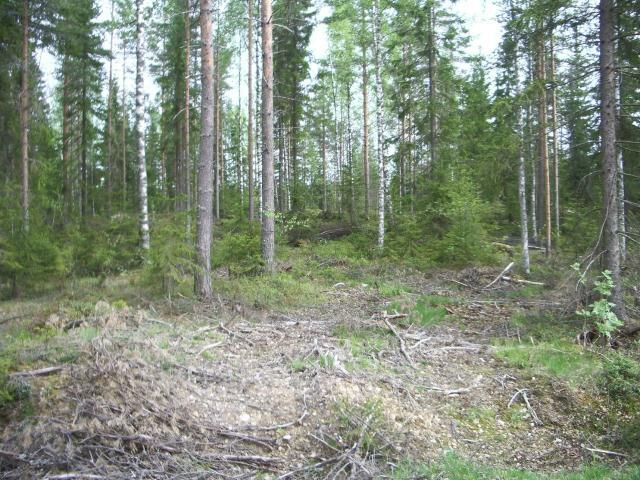 Näitäkin alueita tarkistettiin maastoon jalkautuen pistokokein. Tarkinta huomiota kiinnitettiin alueen länsiosaan missä tielinjaus ylittää Sarkkilanjärven pohjoispuolella Rokkakoskenjoen laakson.