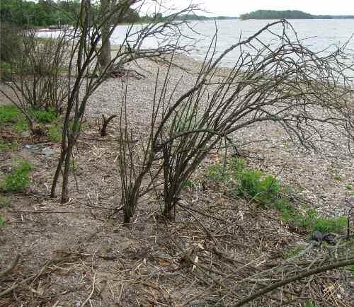 Kirjallisuus Aspelund, P. & Ryttäri, T. 2010: Kurtturuusu uhkaa hiekkarantojen ja dyynien eliöyhteisöjä tapaus Hangon Furuvik. Lutukka 26: 3 9. Bruun, H. H. 2005: Biological flora of the British Isles.