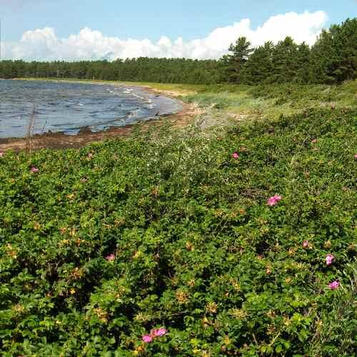 Suomenlahden ulkosaariston saarta ja luotoa ja ilmoitti kurtturuusun vain kymmenestä saaresta (julkaisematon aineisto). Tämän jälkeen mitään systemaattista inventointia ei alueella ole tehty.