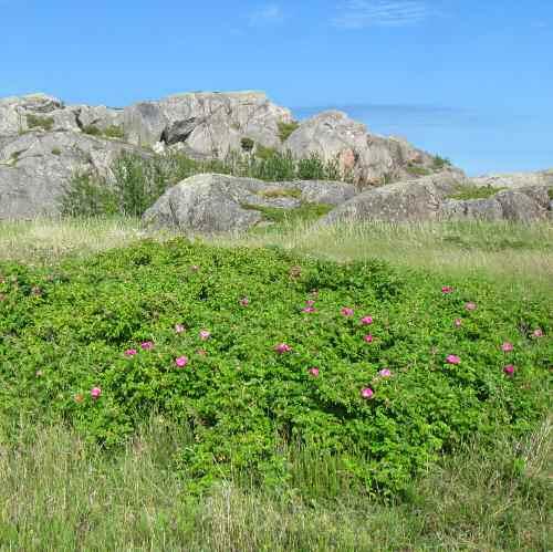 täisiä pensaita, enintään muutaman neliömetrin kokoisia. Rönnskärenissä ja Valassaarilla on viitisen isompaa kasvustoa, kooltaan 30 150 m². Ostrobothnia Australis r.f.