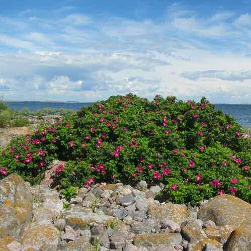 ruusutilanne on vielä hallittavissa, mutta Perämeren alueen eteläisillä hietikkoalueilla huolestuttavampi (M. Sievänen, julkaisematon tieto).
