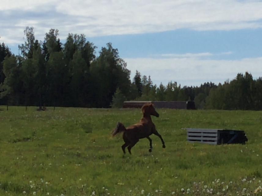 MinunHevonenParasHevonen Hevoseni nimi: Rigonda Ikä: 13 Rotu: Trakehner, mausteena 1/4 arabia Säkäkorkeus: 165 Väri: Rautias Hevoseni asuu: Keravalla rivarissa Luigin ja Maddoxin