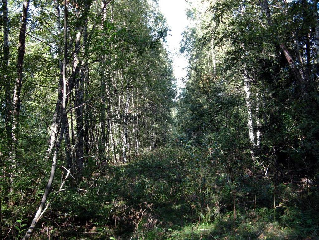 käenkaalia, valkovuokkoa ja sudenmarjaa. Kuva 2.