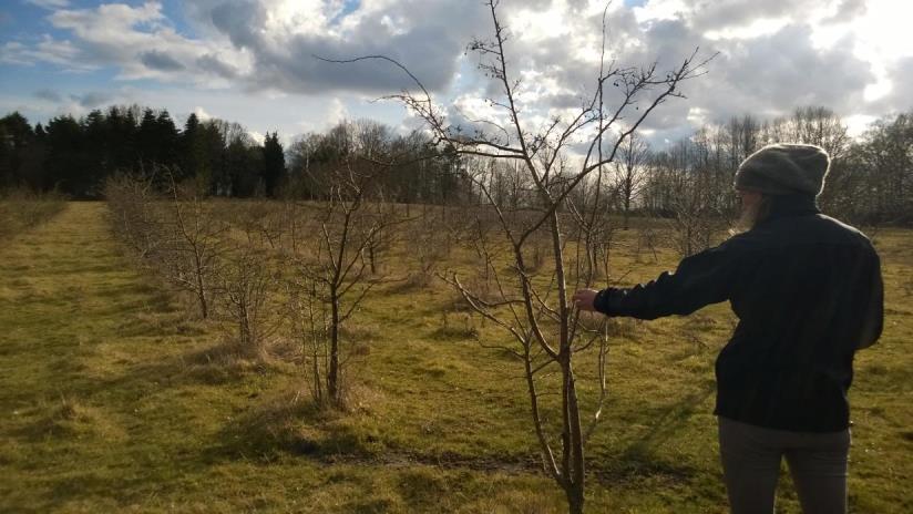 Hajahavaintoja muilla puulajeilla Imeläkirsikan (Prunus avium), orapihlajien (Crataegus sp.) ja muiden suurihedelmäisten lajien siemenet pitää ensin erottaa hedelmälihasta.