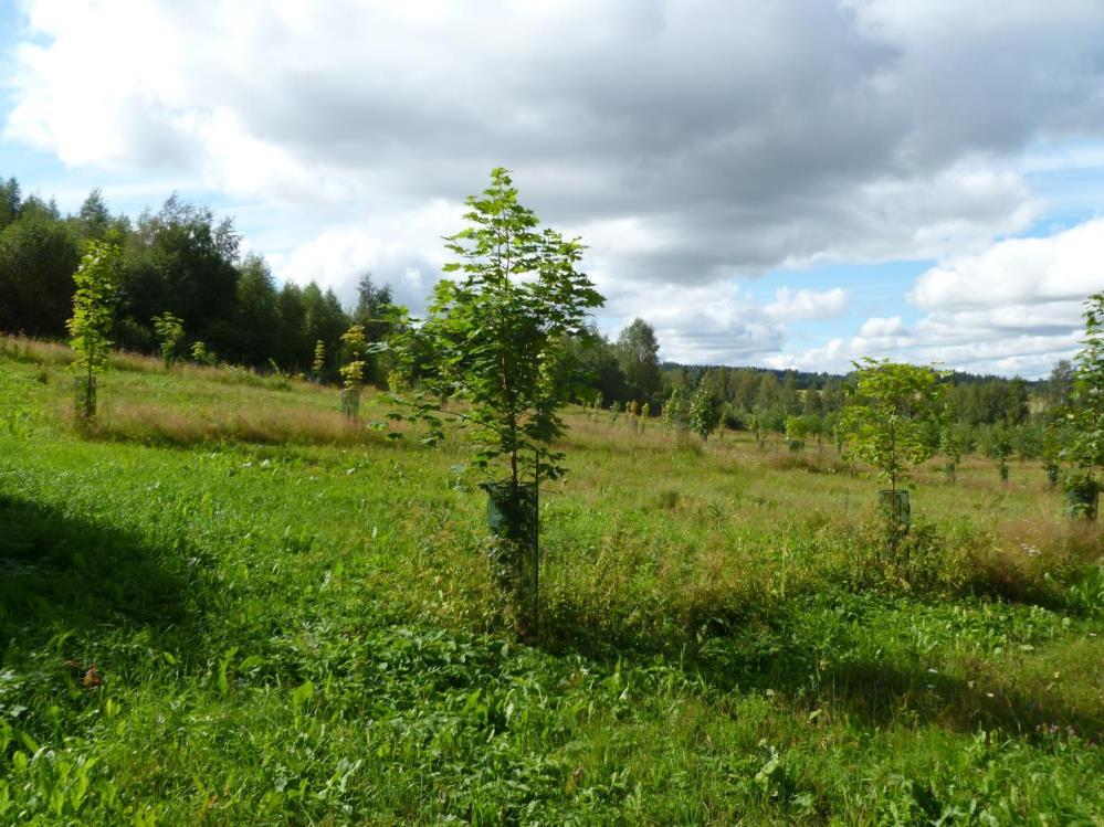 Jalojen lehtipuiden käyttäminen metsänviljelyssä Lehtipuiden taimia, poislukien raidus- ja hieskoivu, käytetään Suomessa metsänviljelyssä vuosittain muutamia satoja tuhansia.