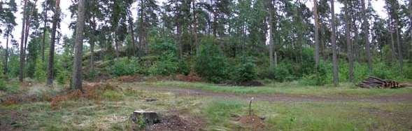 Mäntykangasta halkoo pohjois-etelä -suuntainen metsätie. (DG2633:1/Ulla ) Kuva 2.