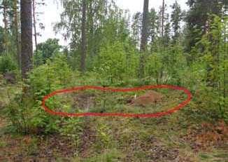 kuvattuna.