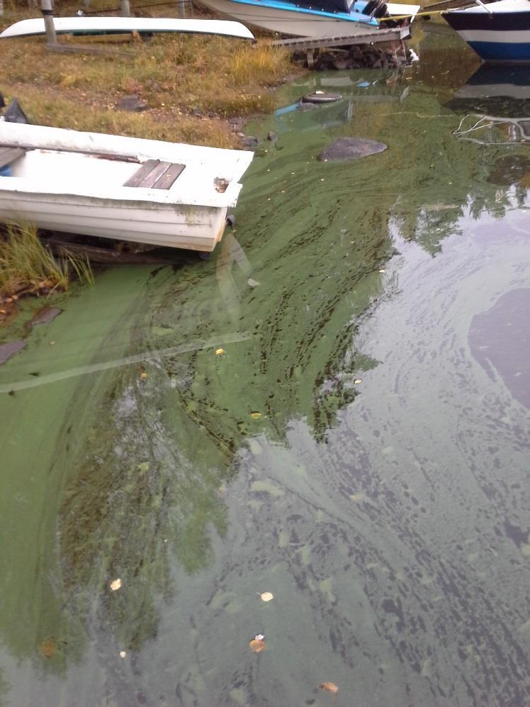 Leväkukinnot Eniten leväkukintoja Pohjanmaalla Vuosittain, pitkäkestoisia Sinileviä Apahnizomenon, Anabaena; Woronichinia, Microcystis jne Myrkytystapaus Minna Hakala/2016 järvi 2000 2001 2002 2003