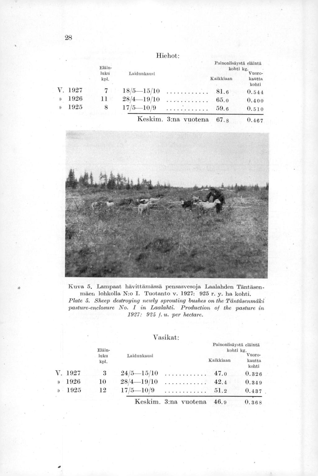 28 Hiehot: PainonlisAystä eläintä Eläinluku Laidunkausi kohti kg. Vuorokpl. Kaikkiaan kautta kohti V. 1927 7 18/5-15/10 81.6 0.544» 1926 11 28/4-19/10 65.o 0.400» 1925 8 17/5-10/9 59.6 0.510 Keskim.