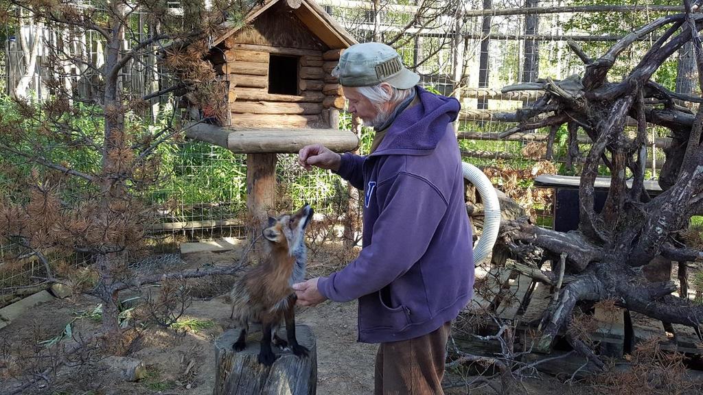 Suden arvoitus elokuvassa näytelleen sudenpennun, joka oli nyt jo aikuinen husky.