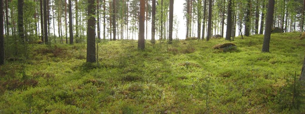 Päijänteentien länsipuolelle sijoittuvat Tuomasvuoren ja Kullasvuoren ulkoilualueet. Alueen pohjoisosaan sijoittuu Mainiemen vanha saha sekä Mainiemen caravan-alue.