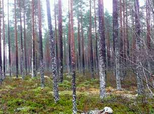 Harventamatonta kasvatusmetsikköä. 4 Voimalapaikan vaikutusaluetta länteen.