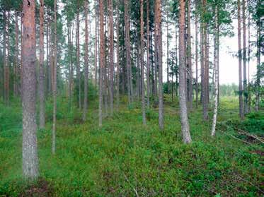 Länsi-Toholammin tuulivoimapuiston arkeologinen Länsi-Toholammin tuulivoimapuiston arkeologinen 10 11 4.