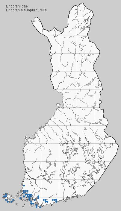 Tornaalilaikku vaalea, epäselvä. Siipiripset harmaat. Takasiivet vaskenharmaat, ulkoreunasta purppuransävyiset. Elintavat. Tammimetsissä.