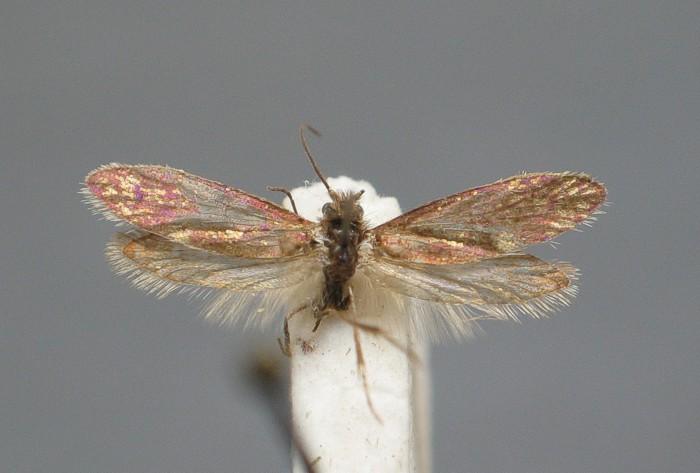 Eriocrania chrysolepidella (Zeller, 1851) Kuva: Michael Kurz 2010 Tuntomerkit. Siipiväli 8-13 mm. Pää harmaanruskea, jonkin verran harmaanvalkeahkokehnäinen. Tuntosarvet 1/2 etusiipien pituudesta.