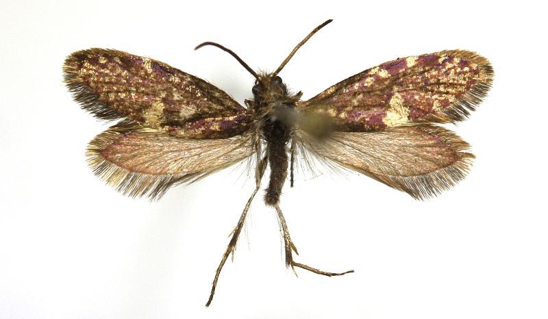 Eriocrania salopiella (Stainton, 1854) Kuva: R.Siloaho Tuntomerkit. Siipiväli 9-12 mm. Pää harmahtavanokra.